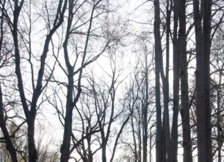 What Is the Difference Between Contested and Uncontested Divorce? Discover Key Insights!