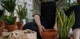 Mother In Law Tongue Plant: Discover Its Surprising Benefits Today!