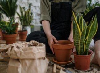 Mother In Law Tongue Plant: Discover Its Surprising Benefits Today!