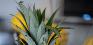 Arizona Lemon Law: Discover Your Rights and Get Justice Today!