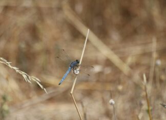 Law of Total Expectation: Unlocking Insights for Better Decisions