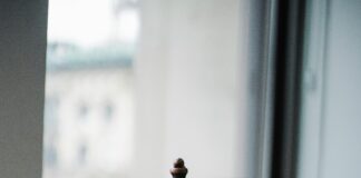 Law And Order: SVU Cast 2024 Unveiled – Who’s Joining The Show?