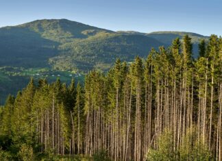 North Woods Law: Discover The Untold Secrets Behind Wildlife Patrol