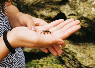 Juvenile Law Manhwa: Discover The Intriguing World Of Youth Justice