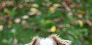 Mother-In-Law’s Tongue Plant: Discover Its Amazing Benefits Today