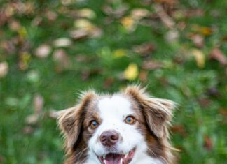 Mother-In-Law’s Tongue Plant: Discover Its Amazing Benefits Today