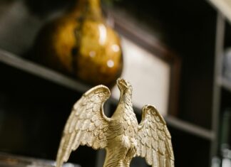 Bird Law: What You Need to Know About Avian Legal Rights