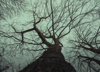 20 States Allow Juveniles to Be Tried as Adults