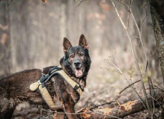 Police Can Use Dogs to Search You in 3 Specific Scenarios