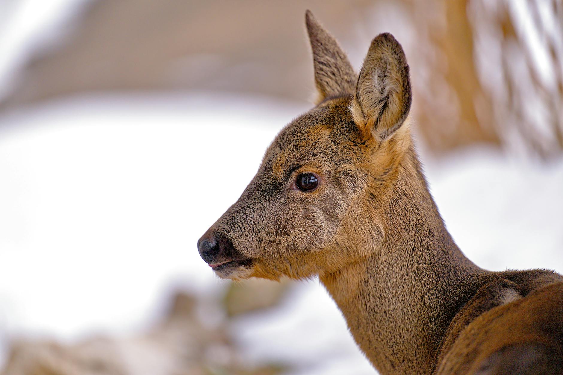 Challenging Unlawful Detention