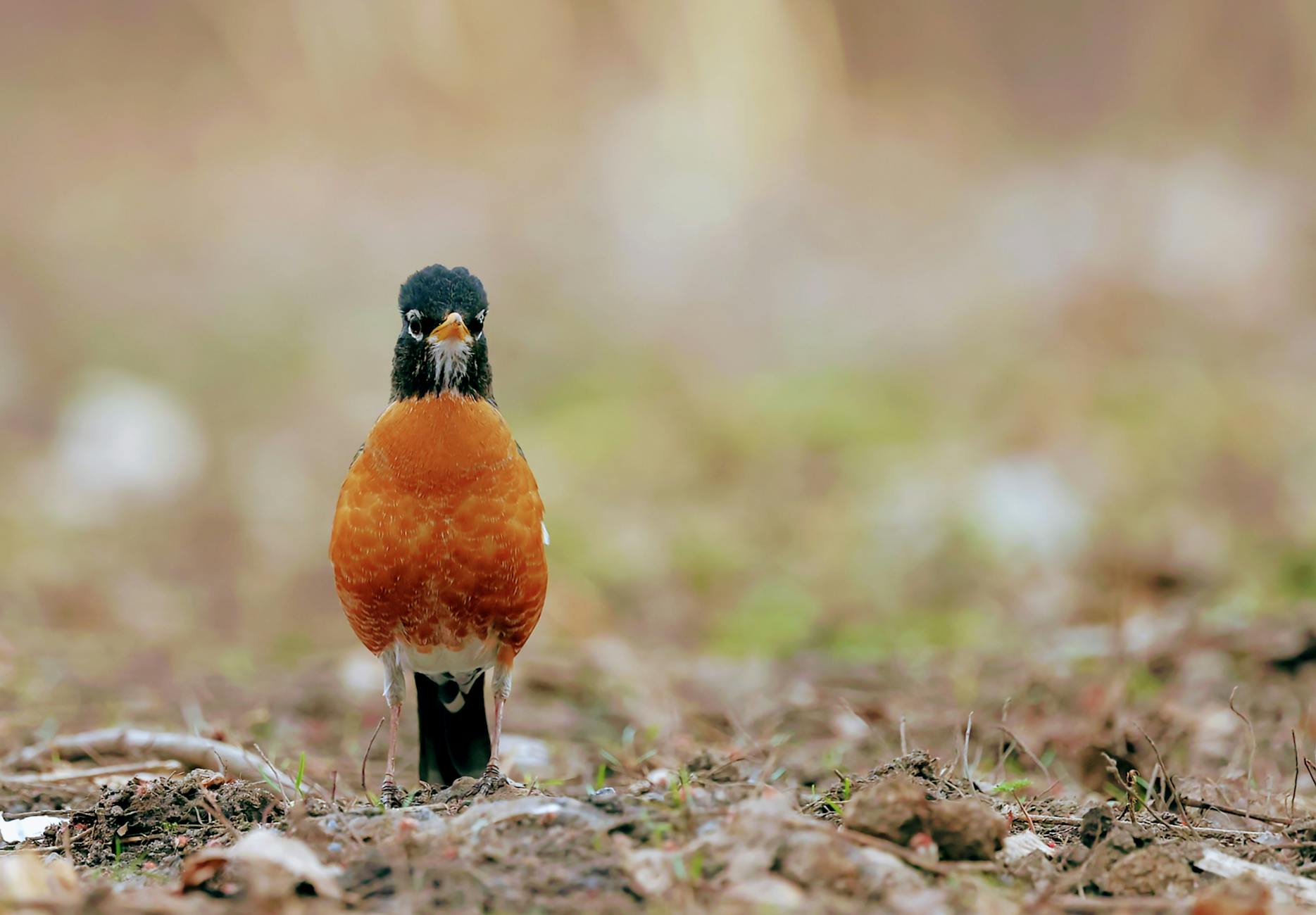 Common Crimes Subject to Extradition