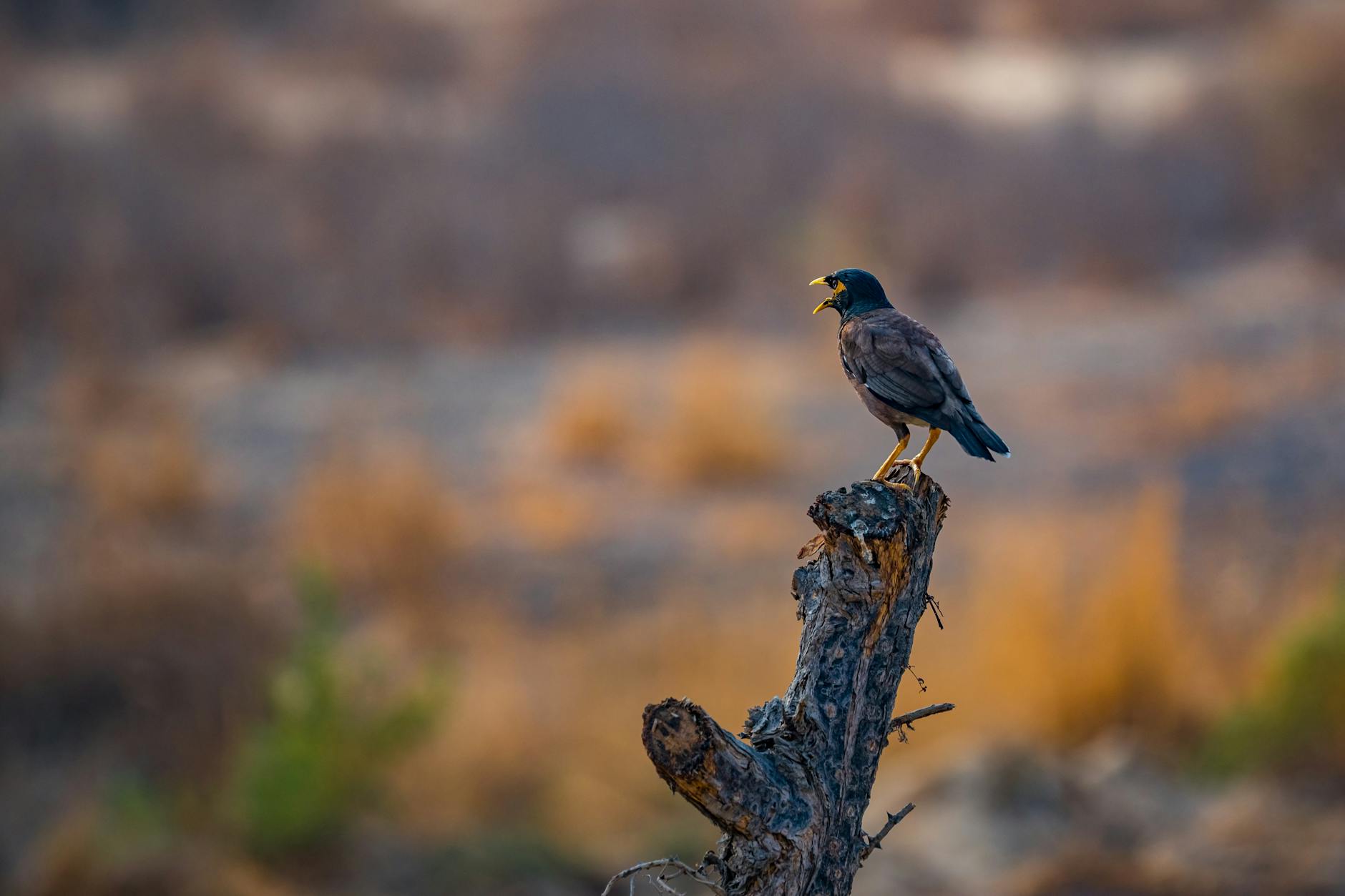 Identifying the most common threats among colleagues