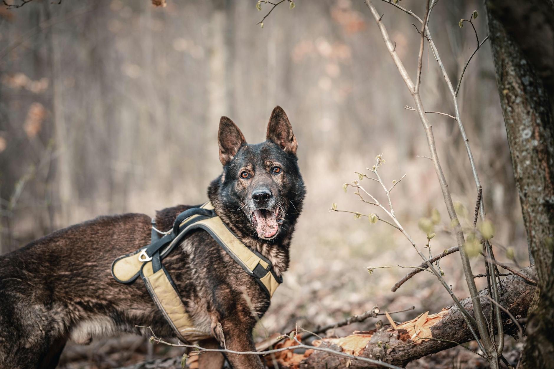 Key Factors in Police Dog Searches