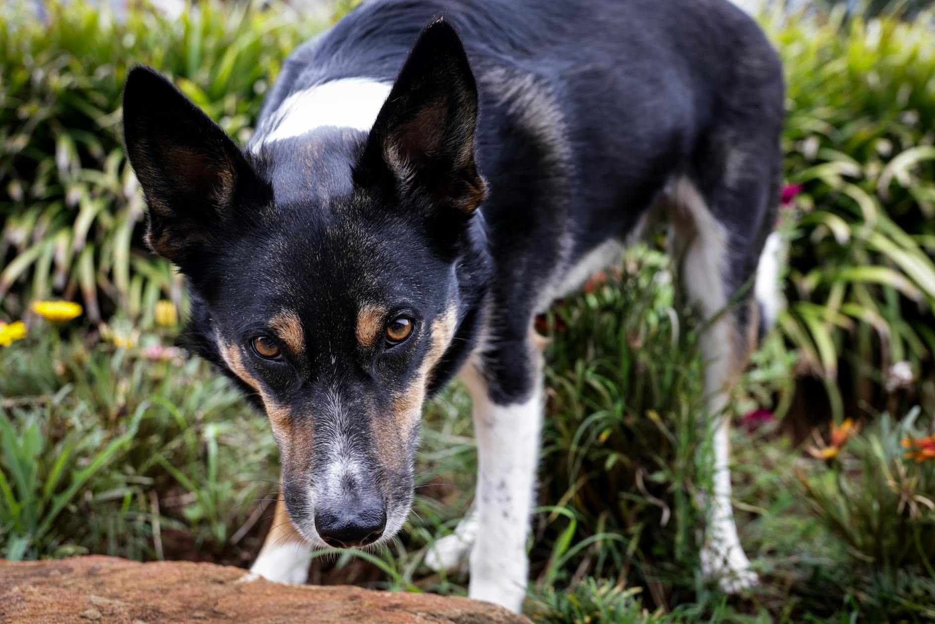 Origins of Border Search Exception