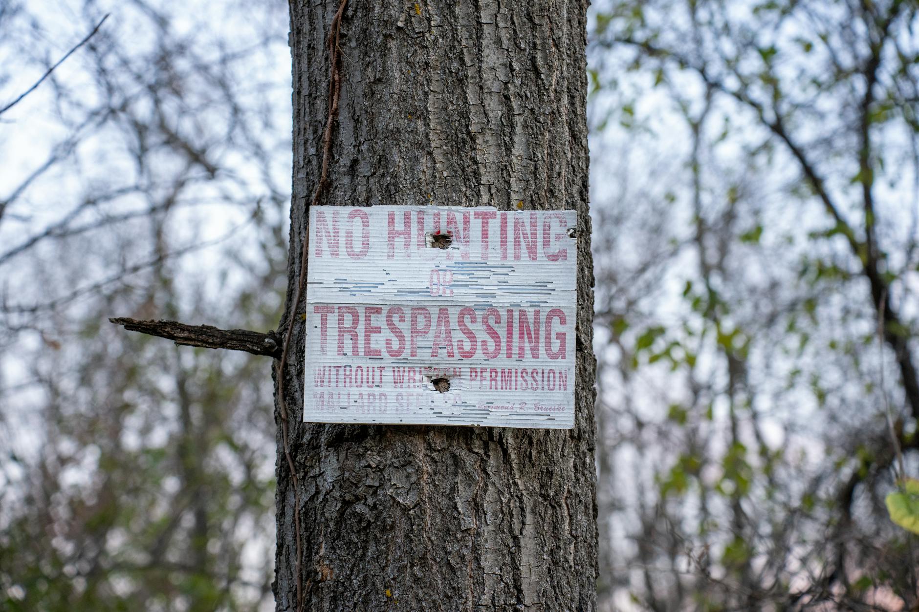 State Variations in Trunk Search Policies