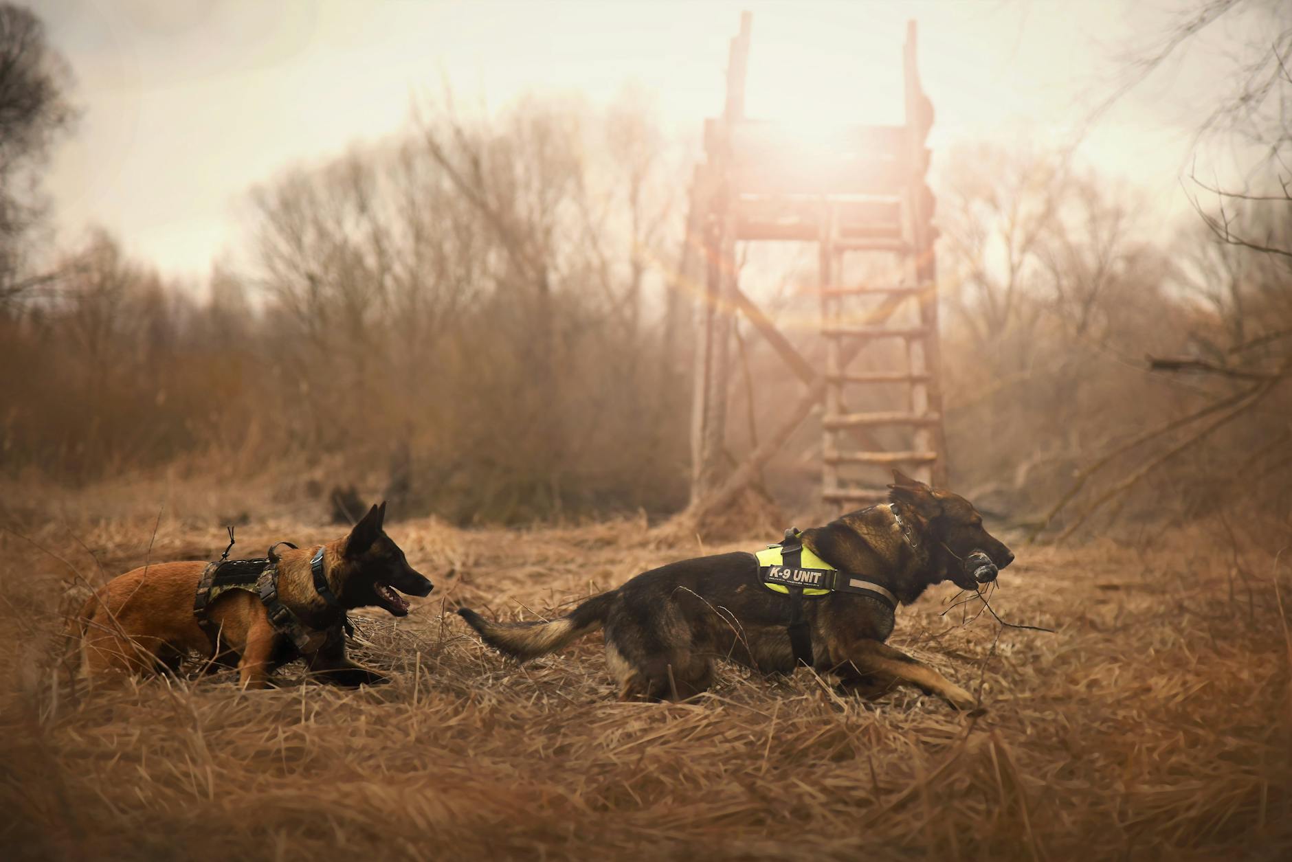 The Foundation of K9 Search Laws