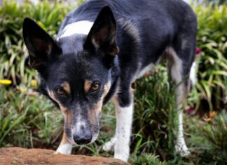 Understanding the 3 Key Aspects of Border Search Exception