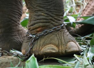 Understanding 5 Types of Child Exploitation Crimes