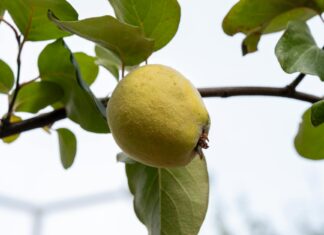 Court Rejects Evidence from Illegal Police Search