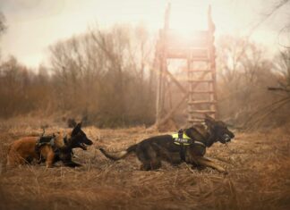 Understanding the Legal Framework of K9 Searches: 5 Key Points