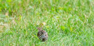 1 in 5 Tourists Falls Victim to Pickpocketing in Major US Cities