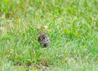 1 in 5 Tourists Falls Victim to Pickpocketing in Major US Cities