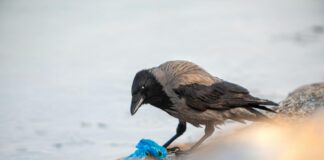 New York City’s Subway System Hit by 71% of Organized Pickpocket Teams