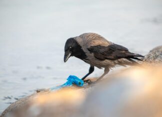 New York City’s Subway System Hit by 71% of Organized Pickpocket Teams