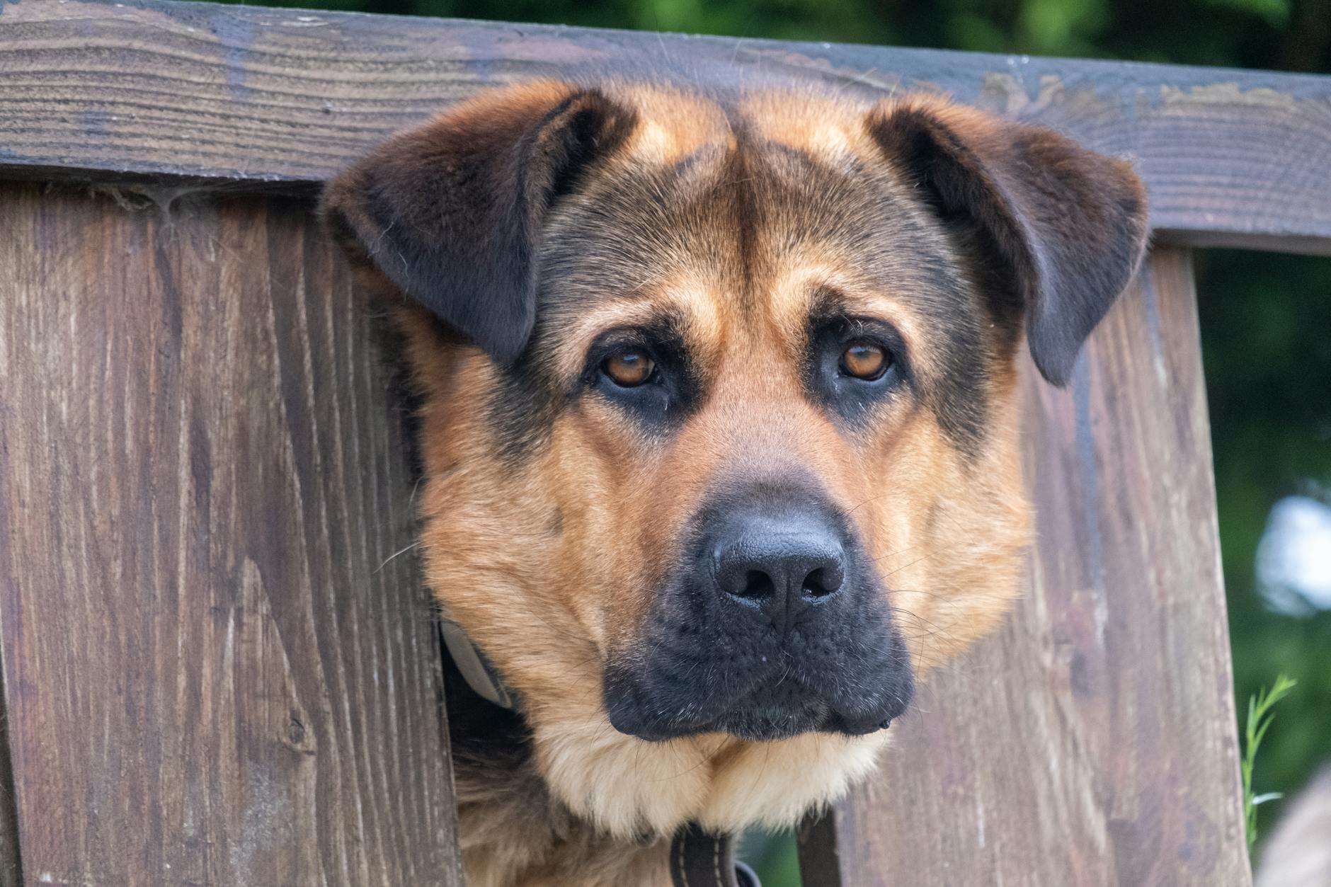 Barking Up the Right Tree: The Psychology Behind Guard Dogs