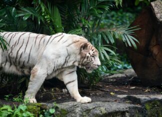 One in Five Women Experience Stalking, New Statistics Reveal Alarming Trend