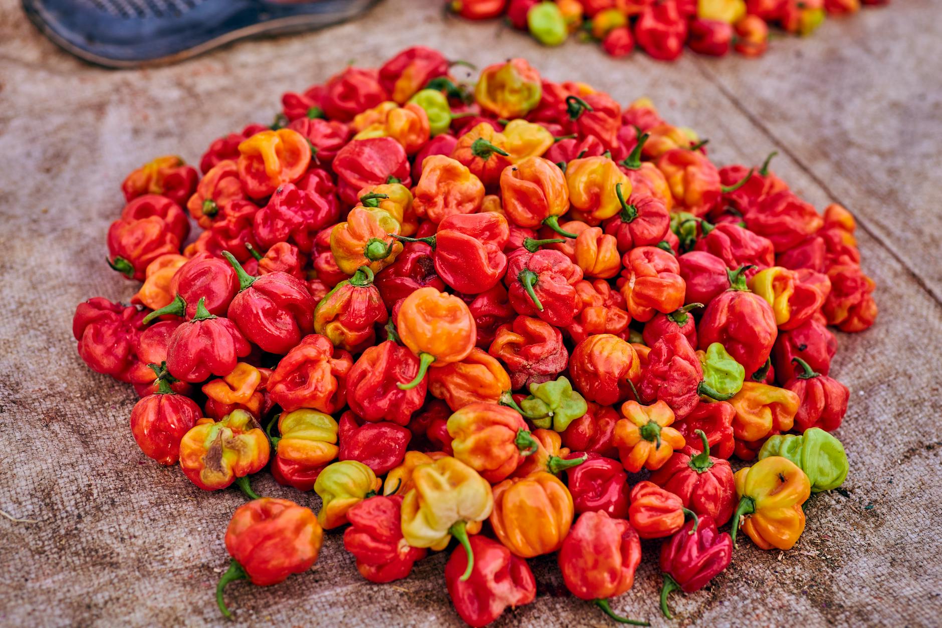 Pepper Spray Regulations Vary Greatly Across US States