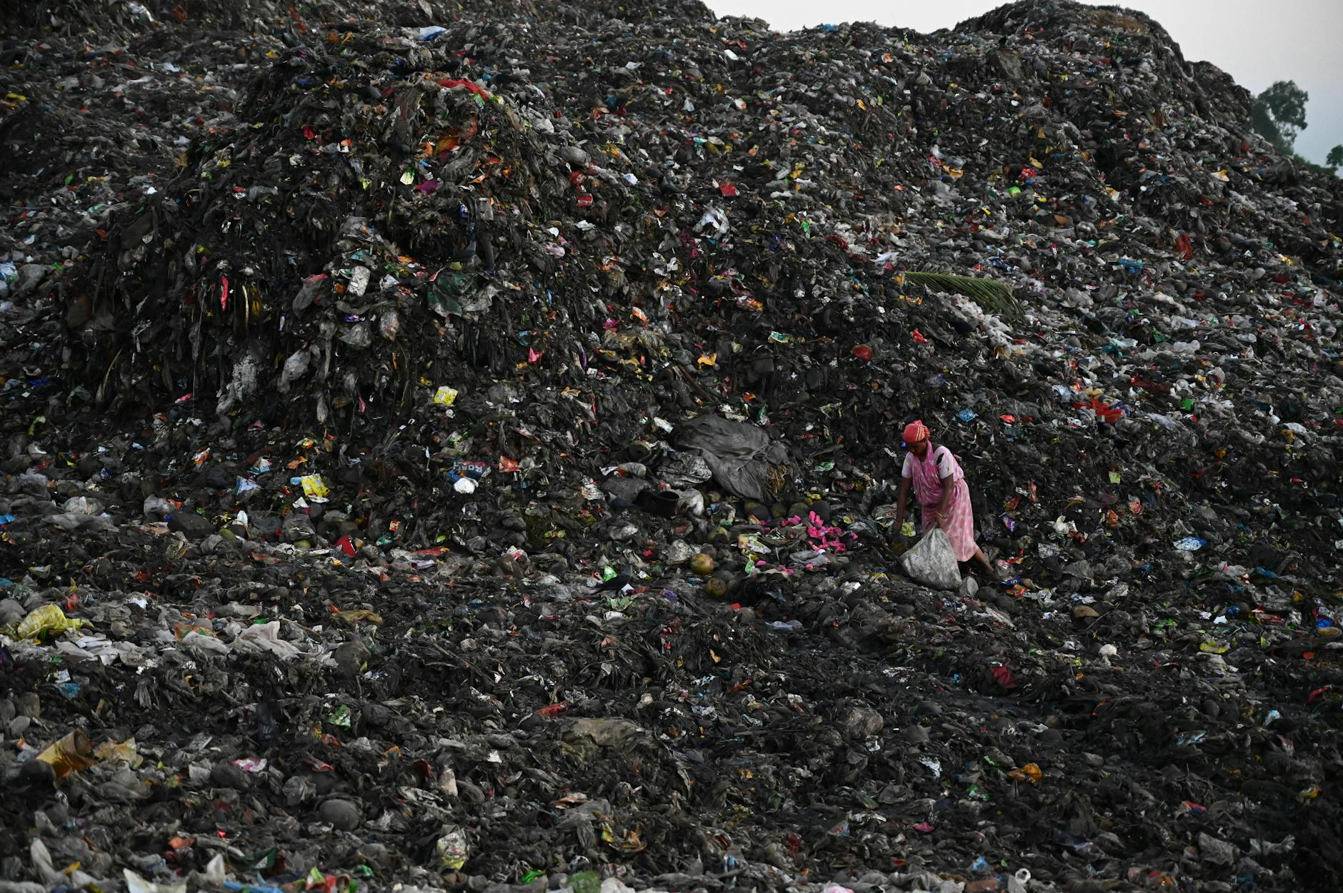 From Trash to Table: How Laws Shape Scavenging Practices