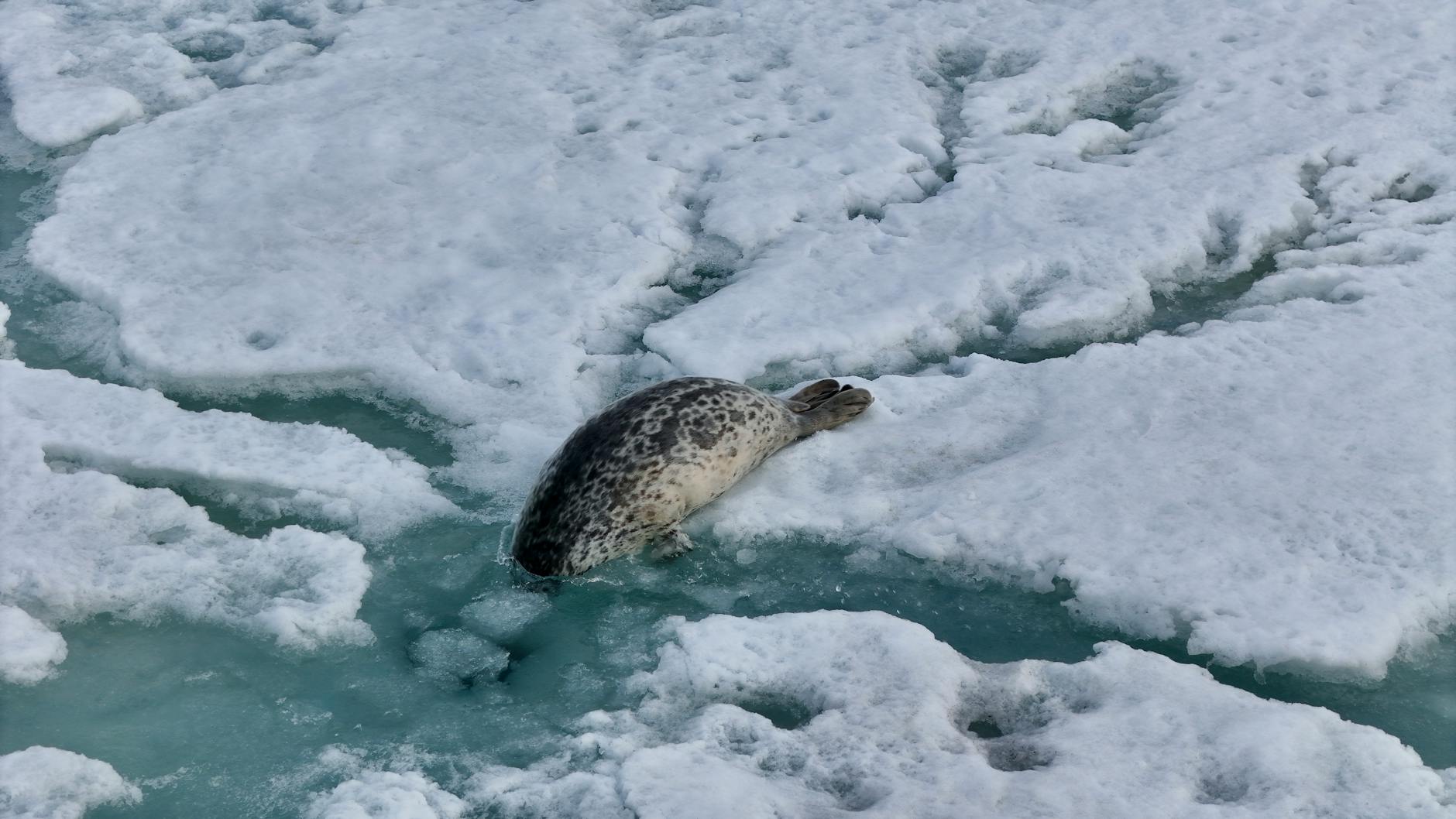 Life-Changing Implications of Sealing vs. Expunging Records