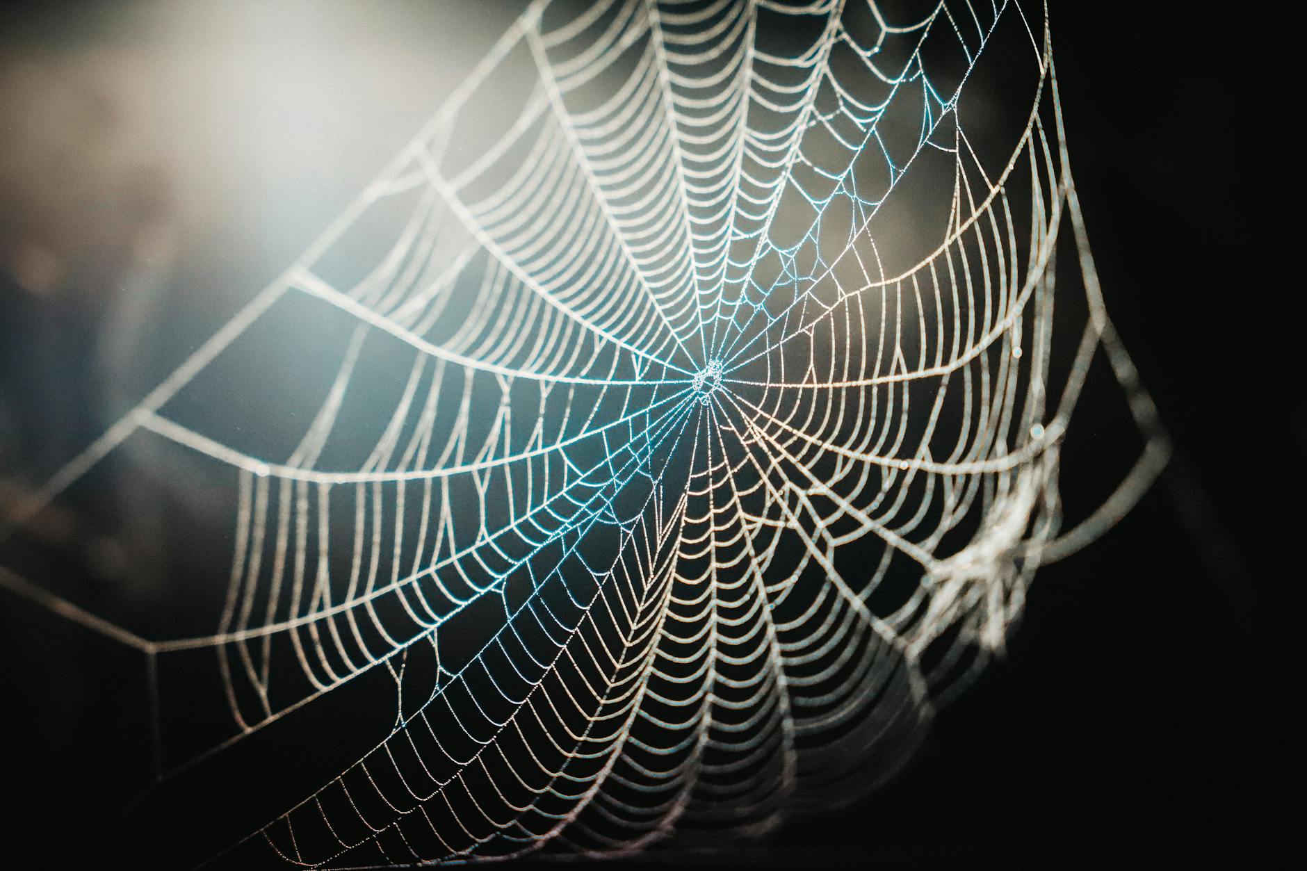 Easy to Identify or a Sophisticated Web of Deceit