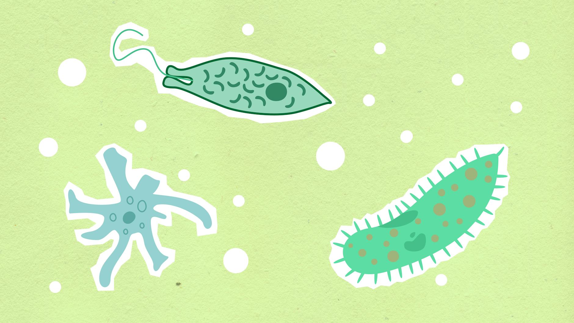 Single Cell Organisms: A Fundamental Building Block